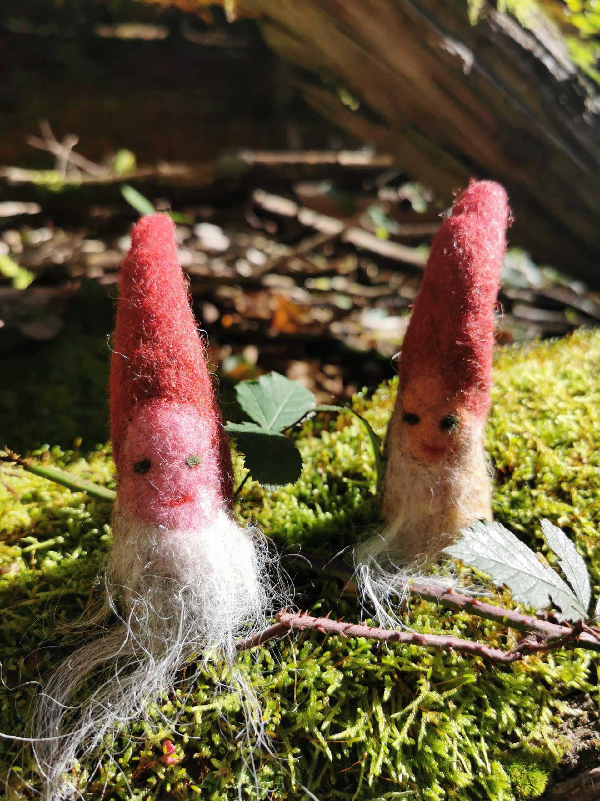 Zwei kleine Filzwichtel sitzen zwischen Blättern und Moos auf dem Waldboden