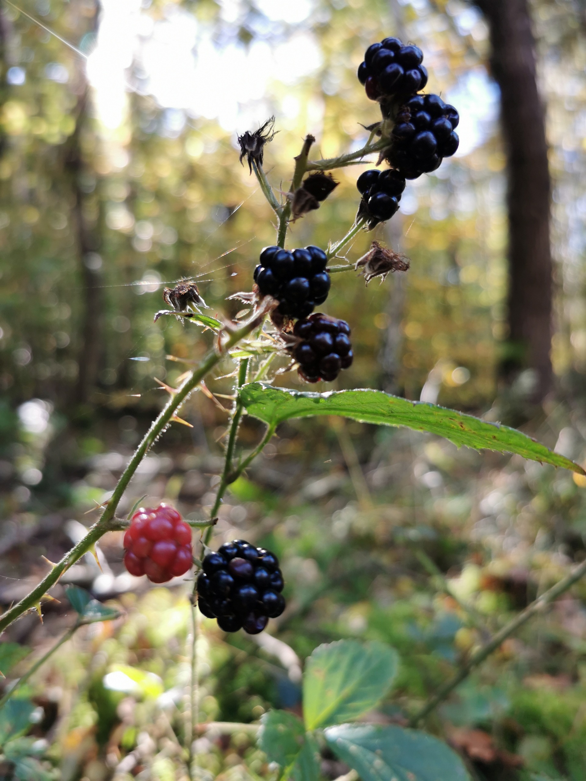 Wilde Brombeeren zwischen grünen Blättern im Wald