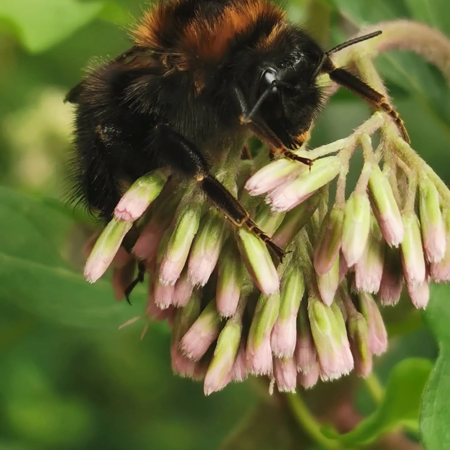 Hummel auf einer rosafarbenen Blüte