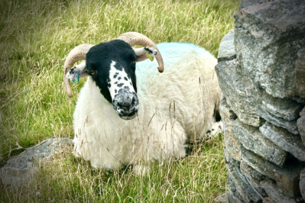 ein Schaf sitzt auf einer grünen Wiese und schaut hinter einem kleinen Felsstein hervor und blickt direkt in die Kamera
